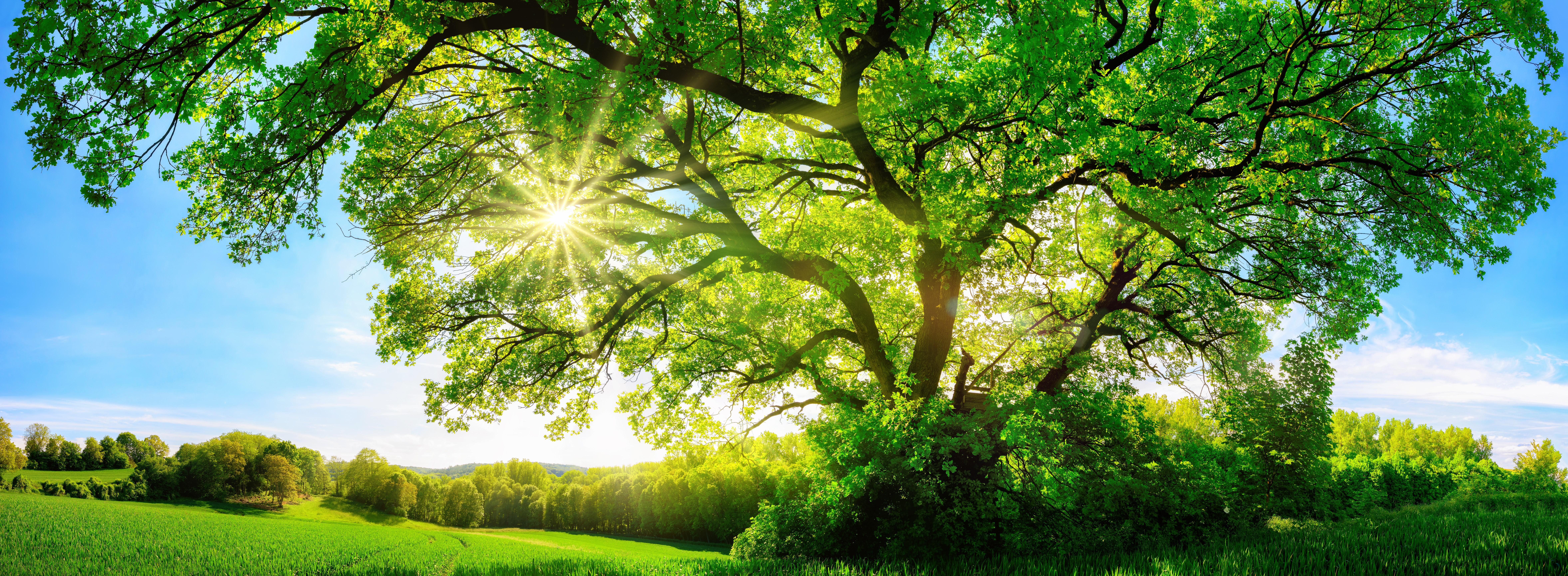 A large tree with green leaves under a clear blue sky, with sunlight shining through the branches onto a grassy field.